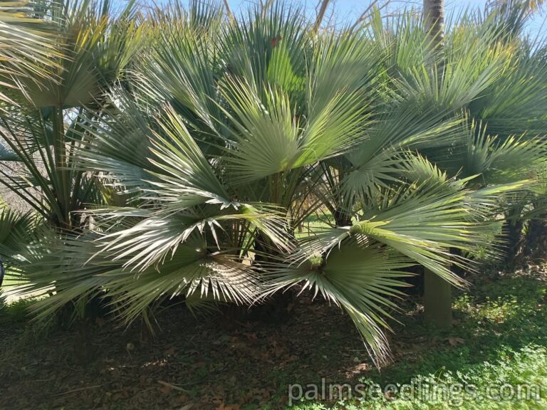 Brahea Armata palms