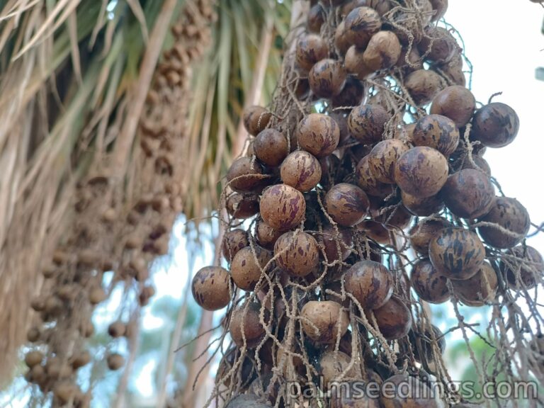 Brahea Armata ripe fruits