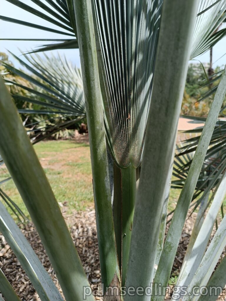 Brahea Decumbens