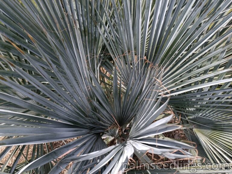 Brahea Decumbens looking very silver