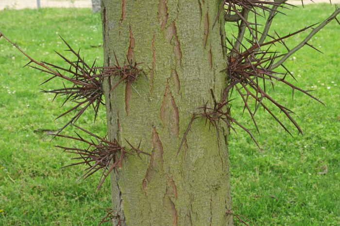 Gleditsia triacanthos