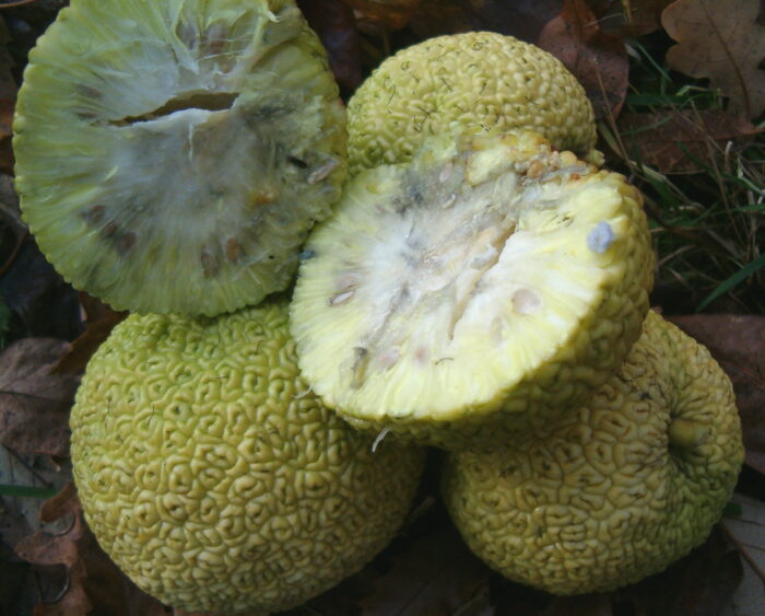 Maclura pomifera Inermis BotGardBlnFruitsInside