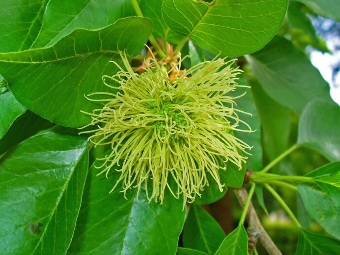 Maclura pomifera flo OCMROtHrB