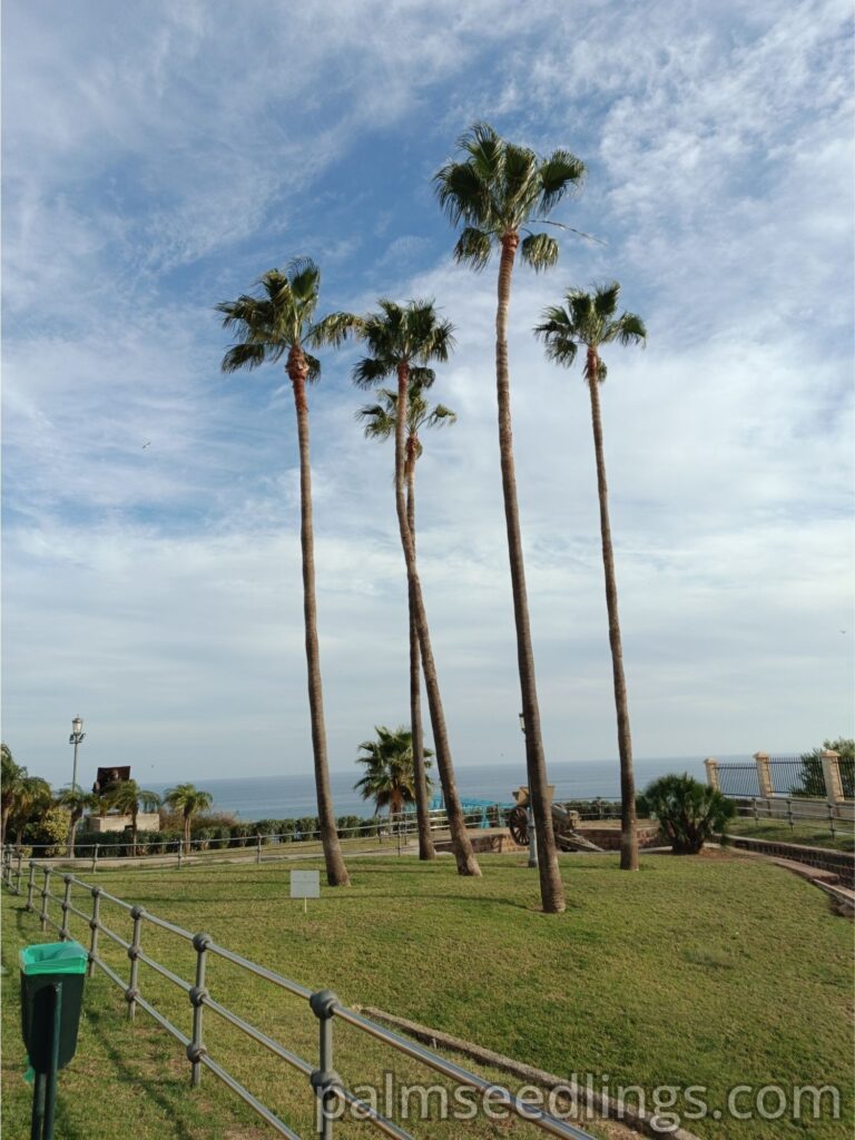 Washingtonia robusta 3 Washingtonia robusta