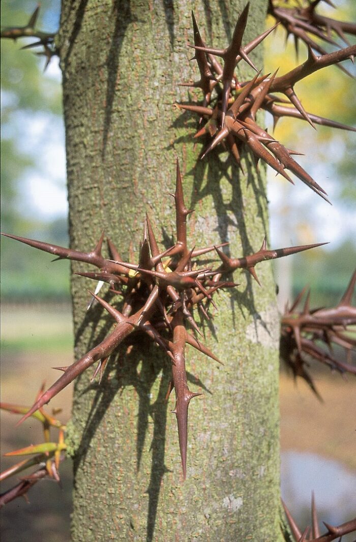 gleditsia