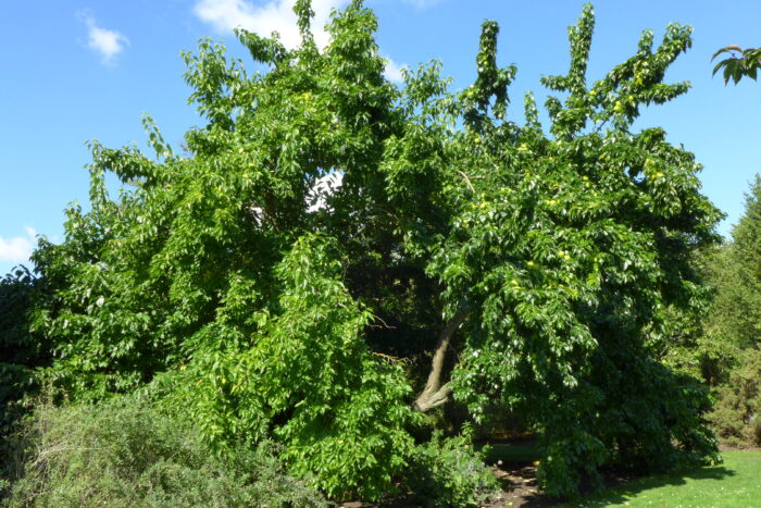 maclura pomifera