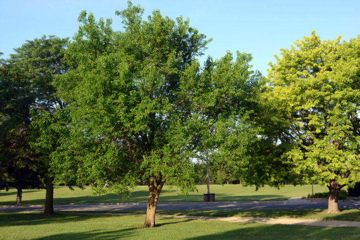 Maclura pomifera, Osage orange, Hedge tree, Jerry Ivey Park, Salina, KS //