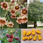 Brachychiton Populneus Seeds (Kurrajong, Bottle Tree)