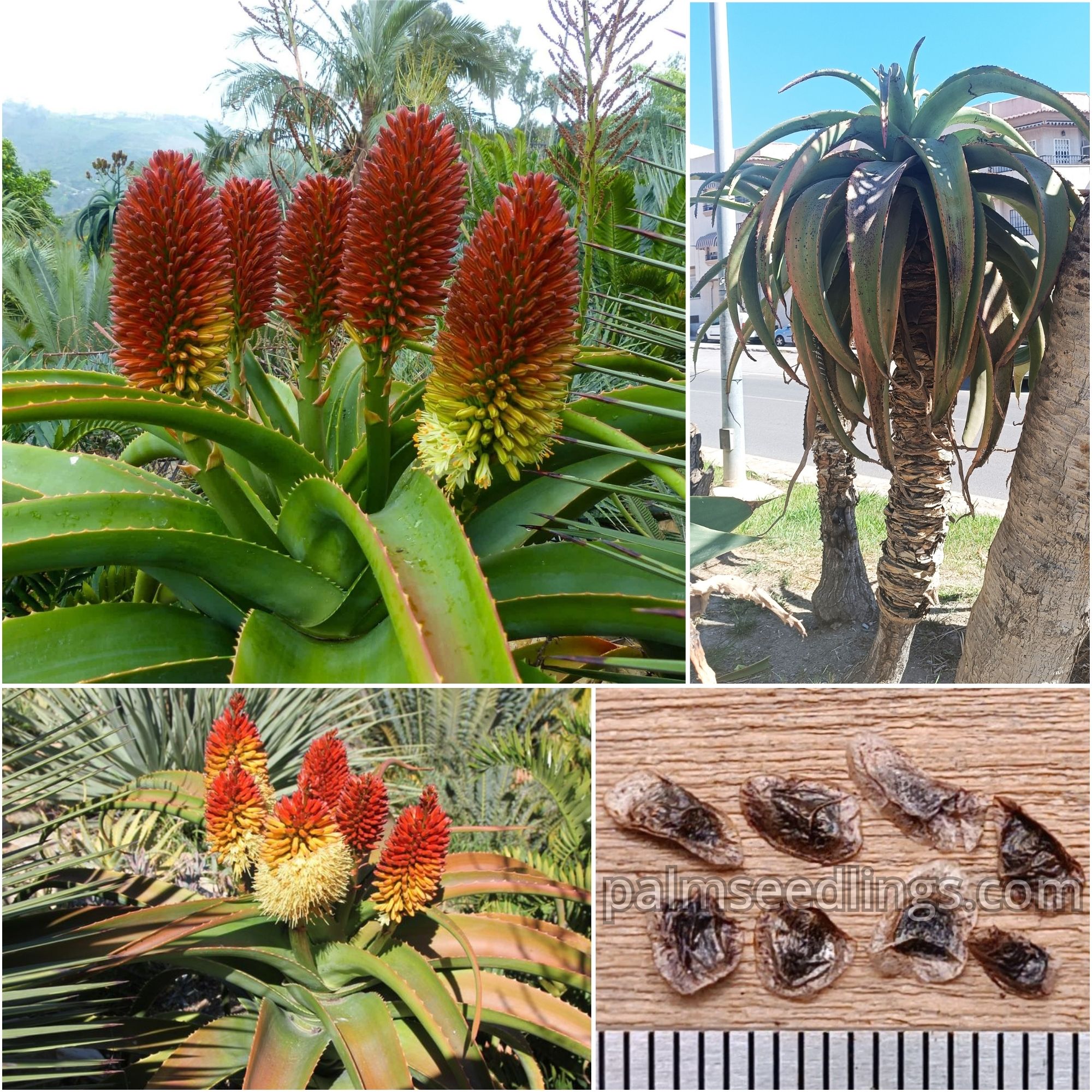 Aloe Helenae Seeds