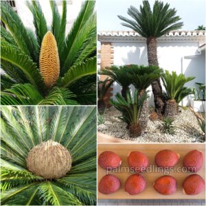 Cycas revoluta Sago Palm Seeds