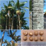 Archontophoenix Alexandrae Seeds (Alexander Palm or King Palm)