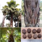 Brahea Brandegeei Seeds (San Jose Hesper Palm)