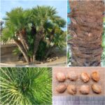 Chamaerops Humilis Var. Humilis Seeds (Volcano European Fan Palm)