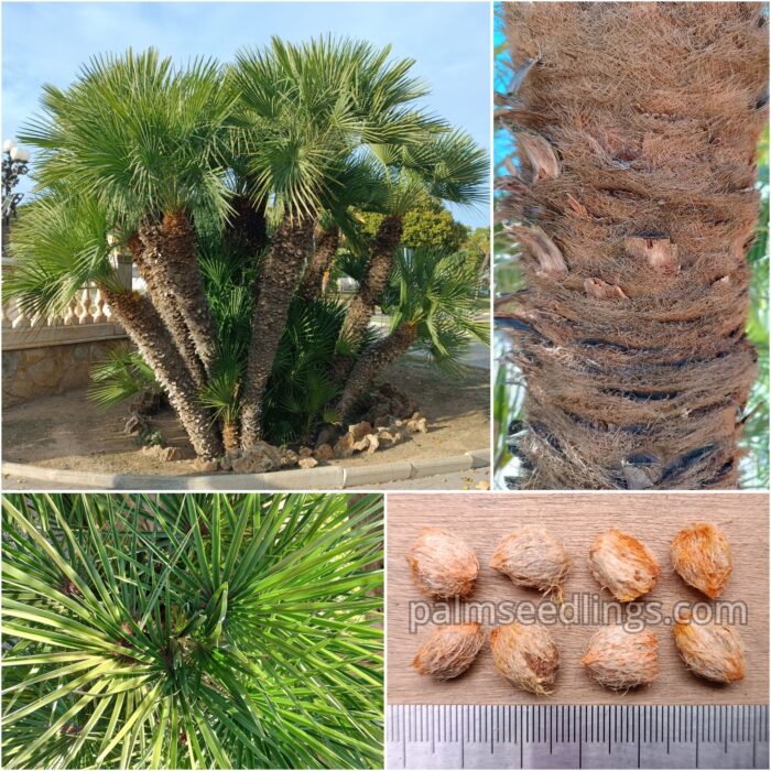 Chamaerops Humilis