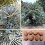 Chamaerops Humilis Var. Cerifera Seeds (Moroccan European Fan Palm)