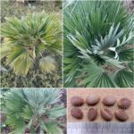 Chamaerops Humilis Var. Vulcano Seeds (Volcano European Fan Palm)