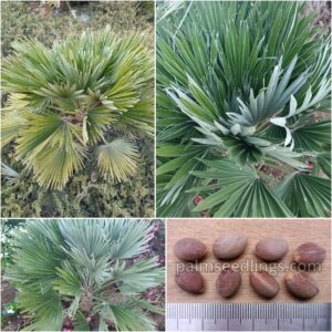 Chamaerops Humilis Var. Vulcano