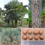 Copernicia Alba Seeds (Caranday Palm)