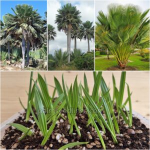 Copernicia Gigas Seedlings