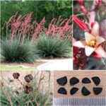 Hesperaloe Parviflora Seeds (Red Yucca)