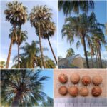 Livistona Decora Seeds (Weeping Cabbage Palm)