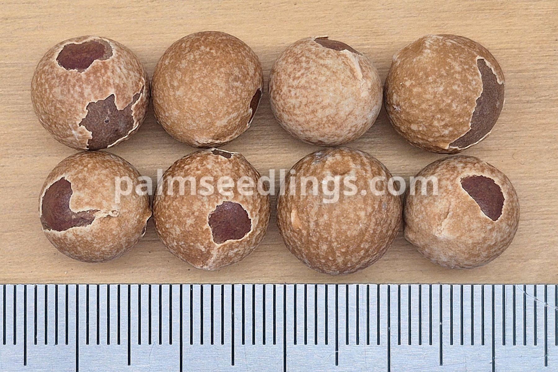 Livistona decora Weeping Cabbage Palm Seeds