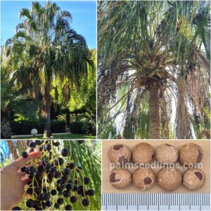 Livistona decora Weeping Cabbage Palm Seeds