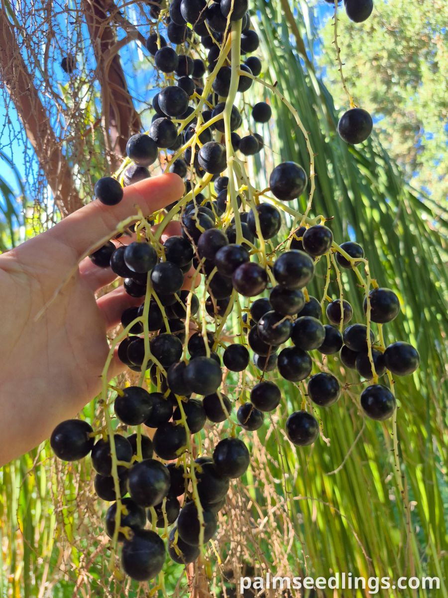Livistona decora fruits