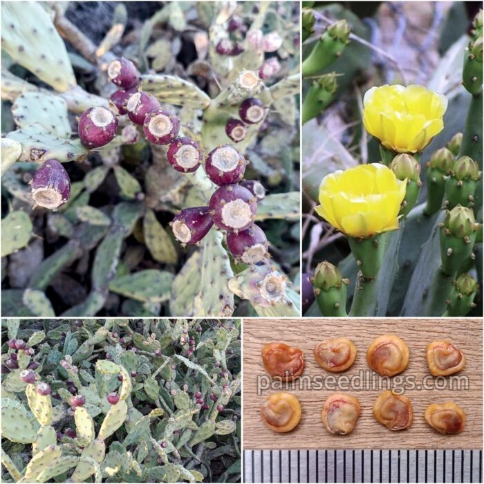 Opuntia Stricta