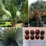 Sabal Bermudana Seeds (Bermuda Palmetto)