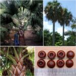 Sabal Causiarum Seeds (Puerto Rican Hat Palm)