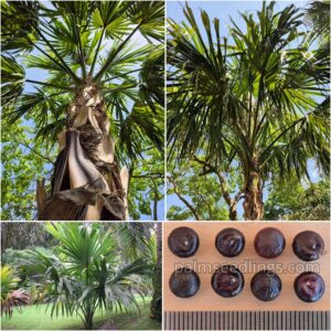 Sabal mauritiiformis seeds for sale – buy fresh palm tree seeds