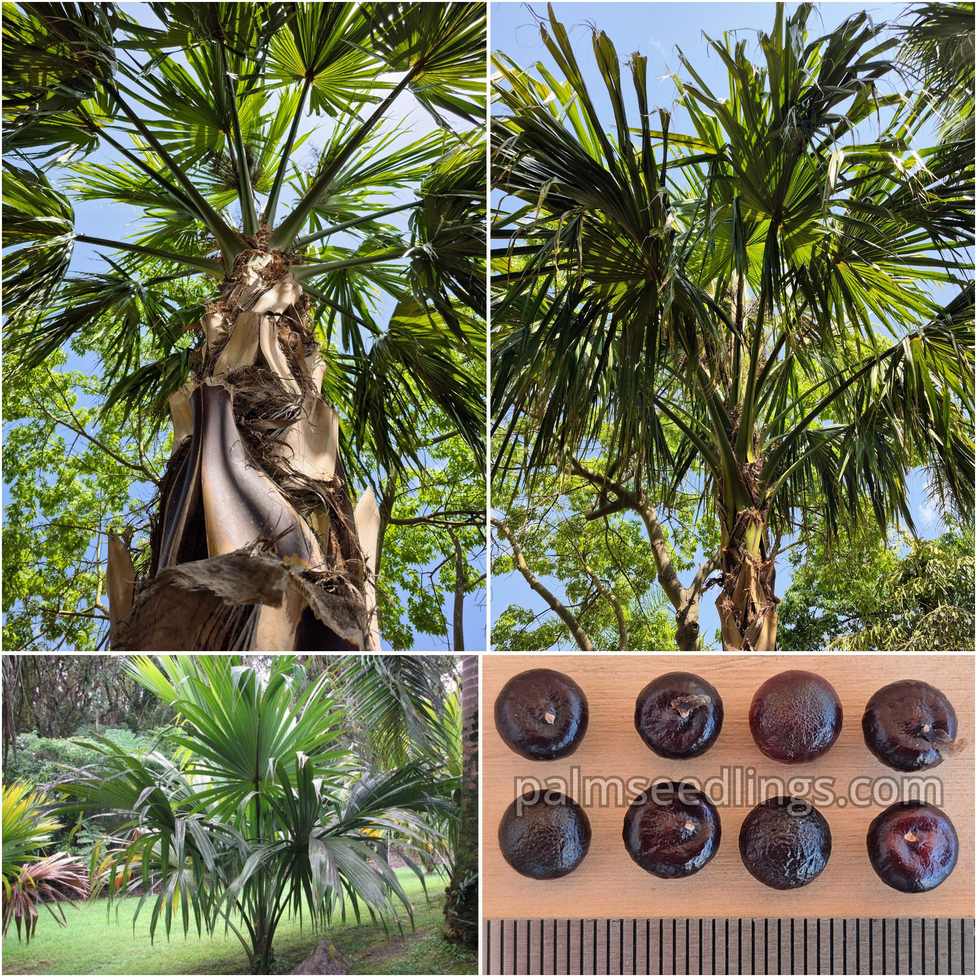 Sabal mauritiiformis seeds for sale – buy fresh palm tree seeds