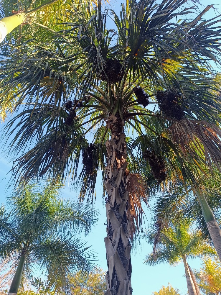 Sabal mauritiiformis Savannah Bay Leaf Palm fruits