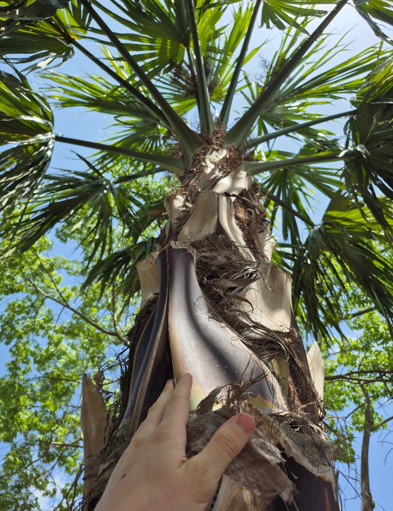 Sabal mauritiiformis Savannah Bay Leaf Palm size