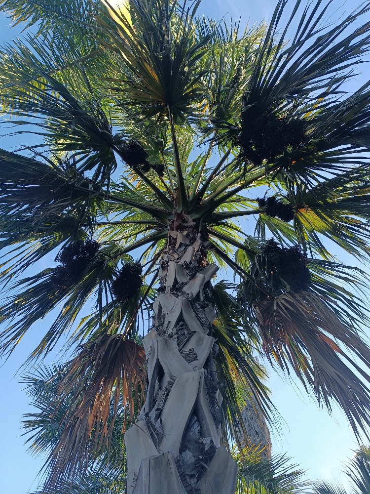 Sabal mauritiiformis Savannah Bay Leaf Palm tall