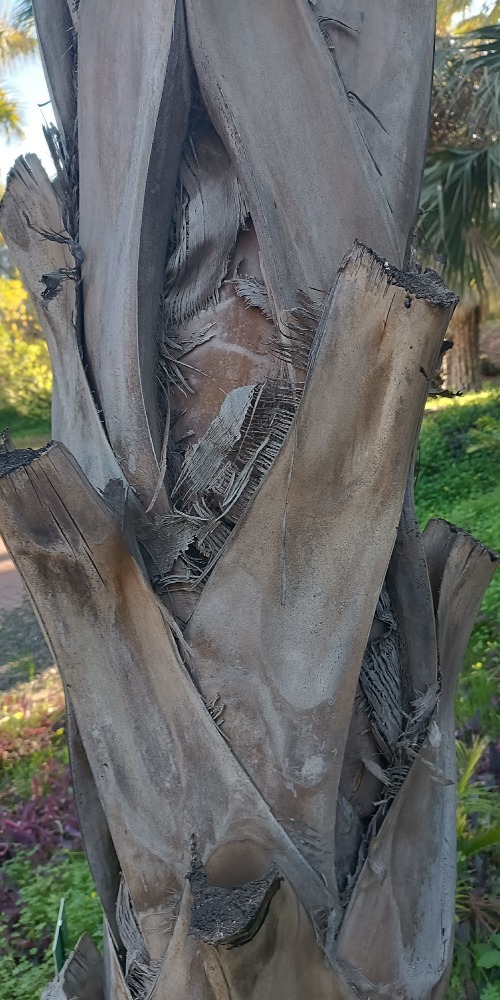 Sabal mauritiiformis Savannah Bay Leaf Palm trunk