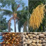 Syagrus Romanzoffiana Seeds (Queen Palm)