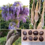 Wisteria Sinensis Seeds (Chinese Wisteria)