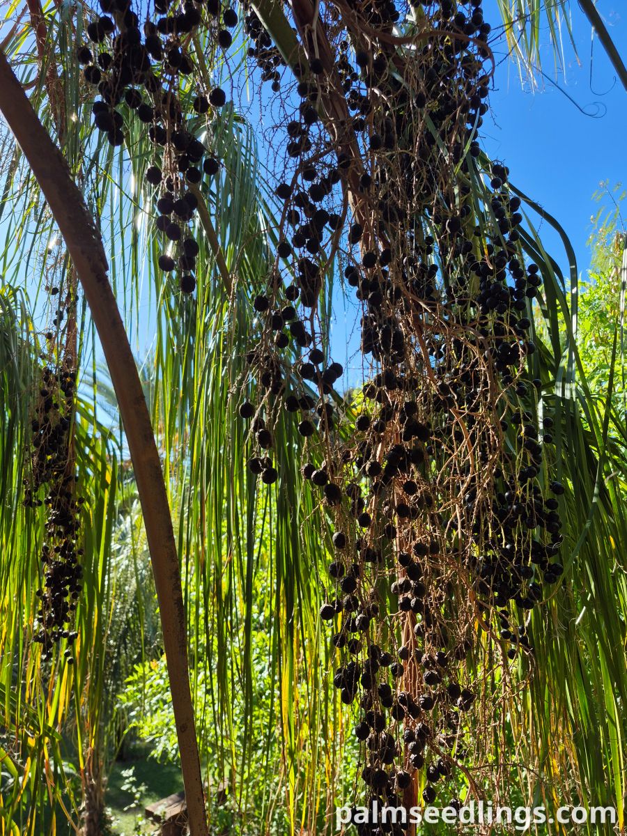 livistona decora fruits
