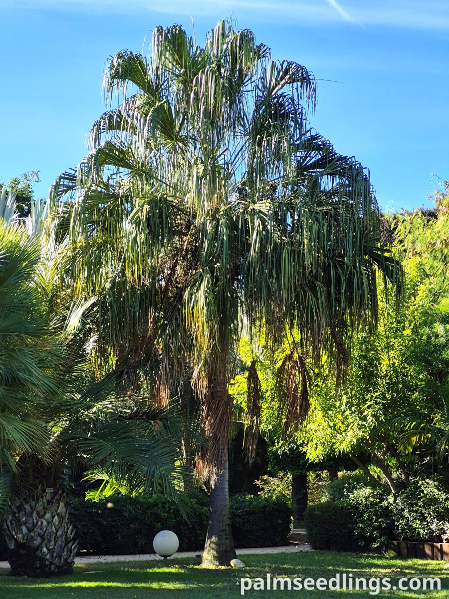 livistona decora mature palm tree