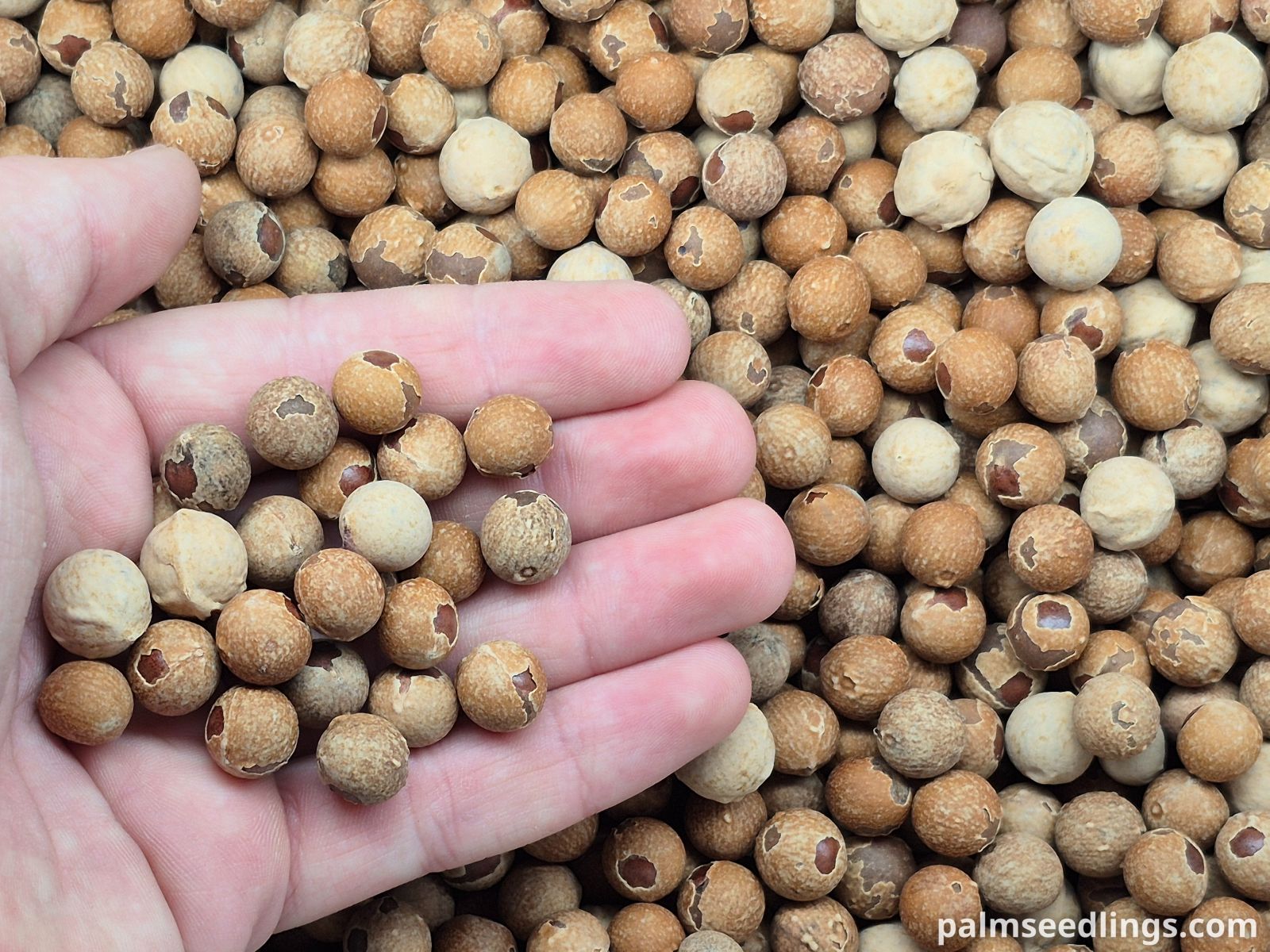 livistona decora seeds