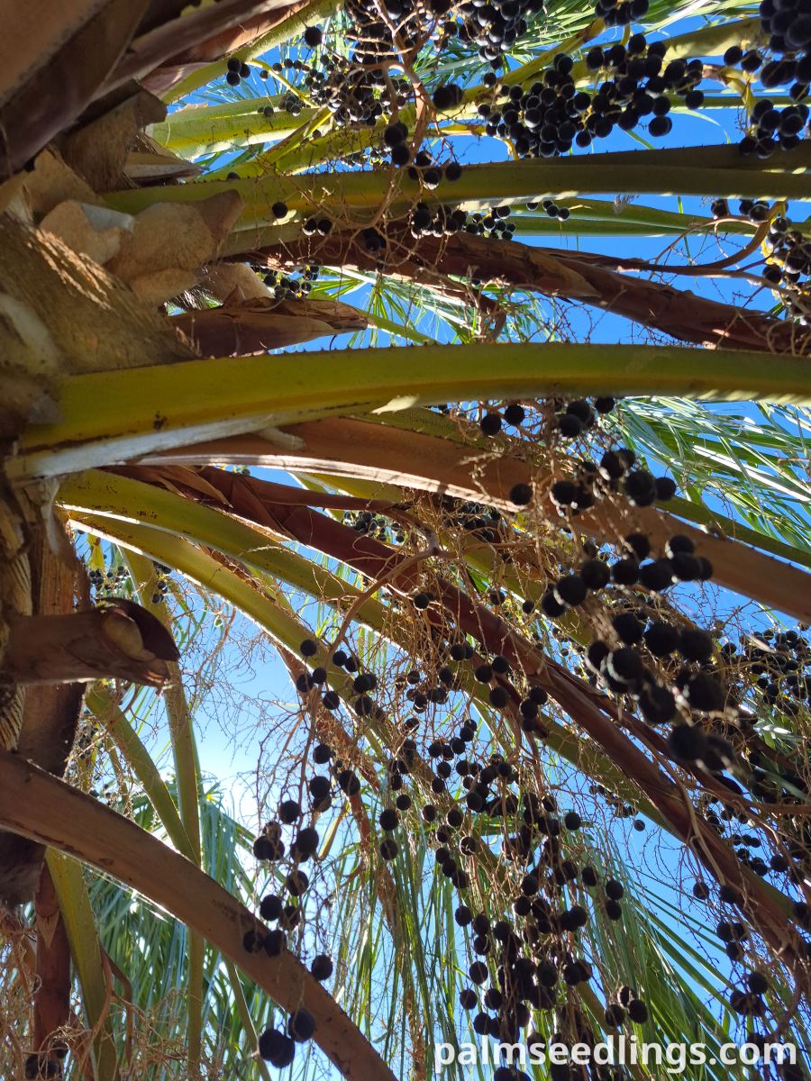ribbon fan palm