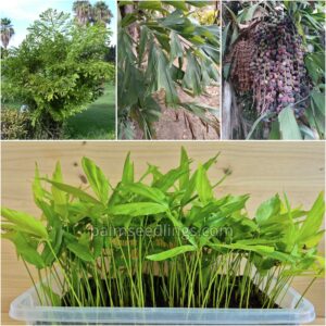 Caryota Mitis Seedlings