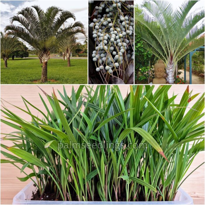 Dypsis Decaryi Seedlings