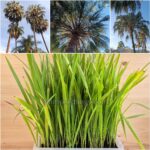 Livistona Decora Seedlings (Weeping Cabbage Palm)