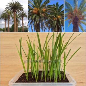 Phoenix Canariensis Seedlings