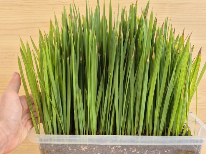 Sabal Palmetto