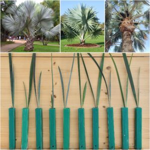 Bismarckia nobilis Silver Bismarck Palm Seedlings