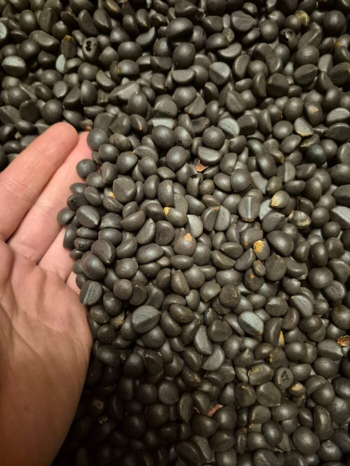 Arenga engleri seeds